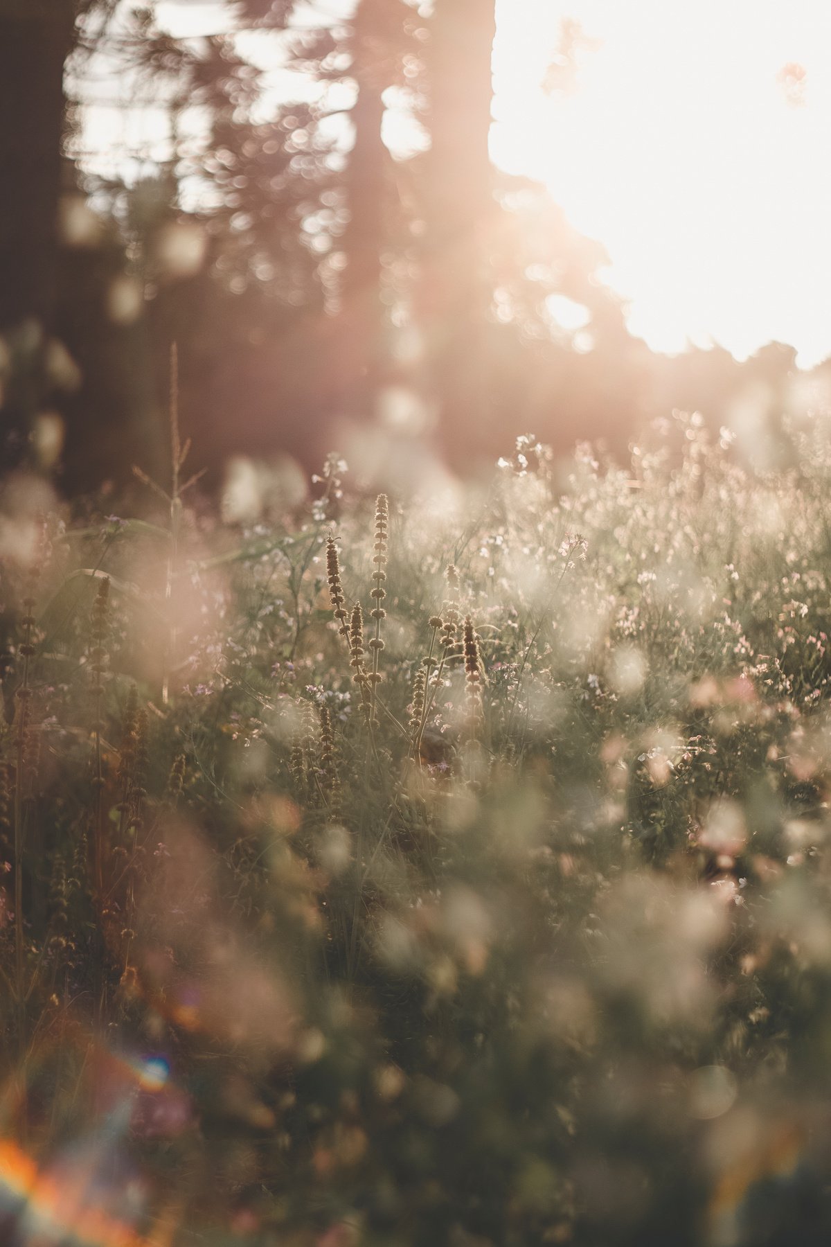 Selective Focus Photo of Wildflowers